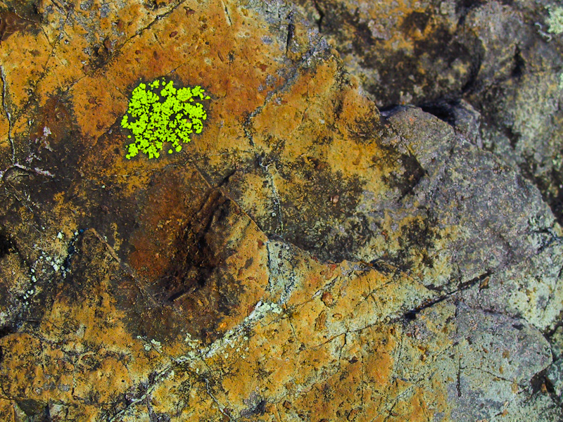 Lichen On Rock